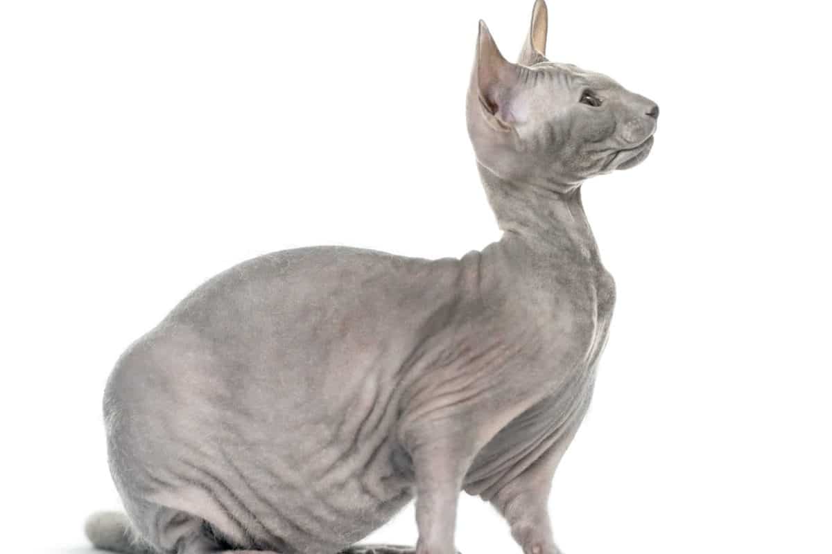 Gatto sphynx