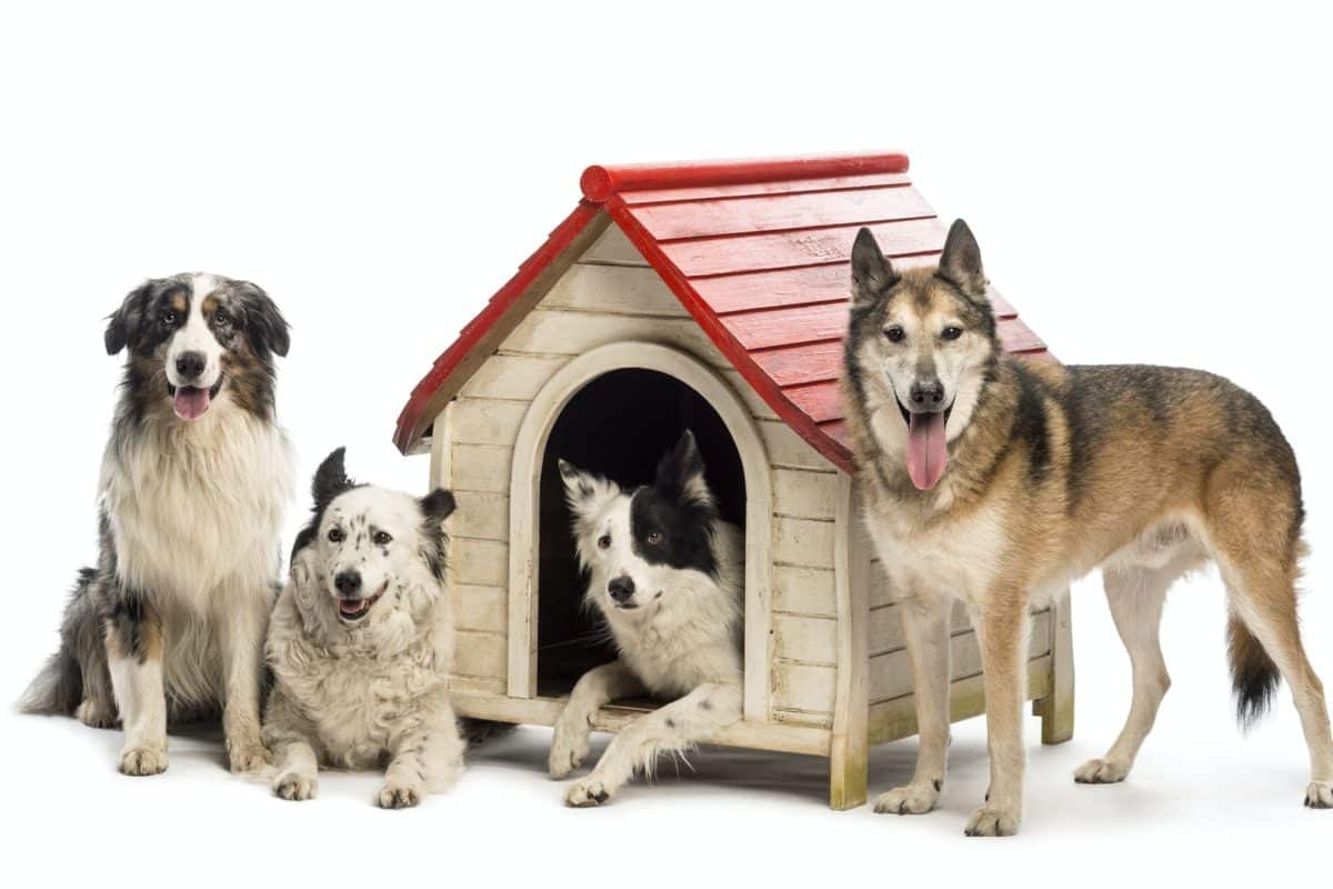 Cucce per cani grandi