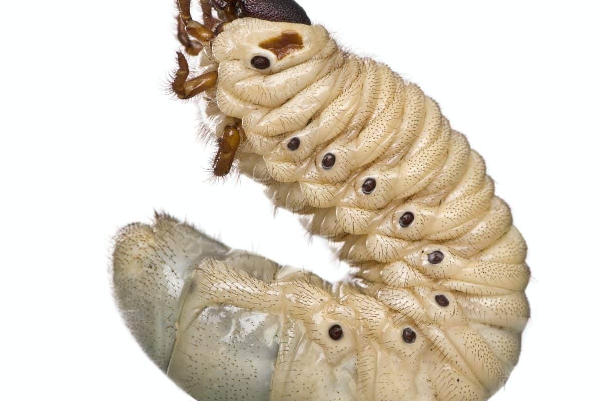 Larva di Dynastes hercules 