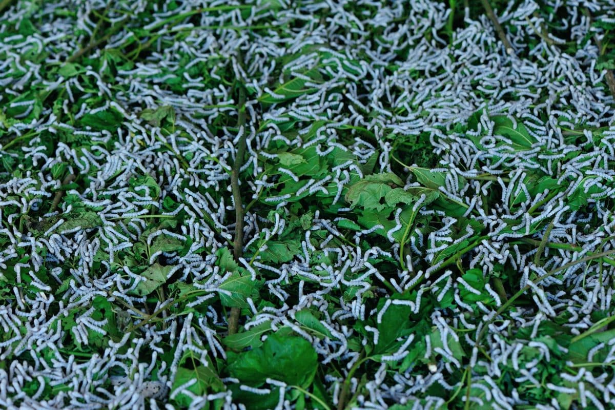 Many silkworms eating mulberry leaves