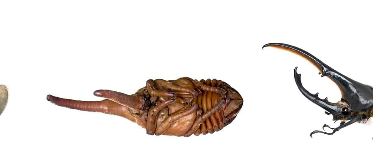 larva pupa e adulto di Dynastes hercules 