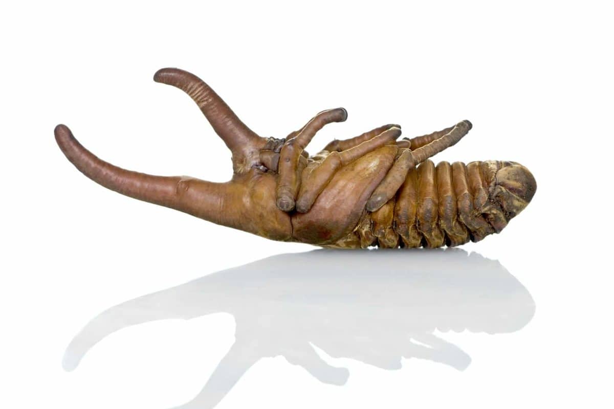 Pupa di Dynastes hercules 
