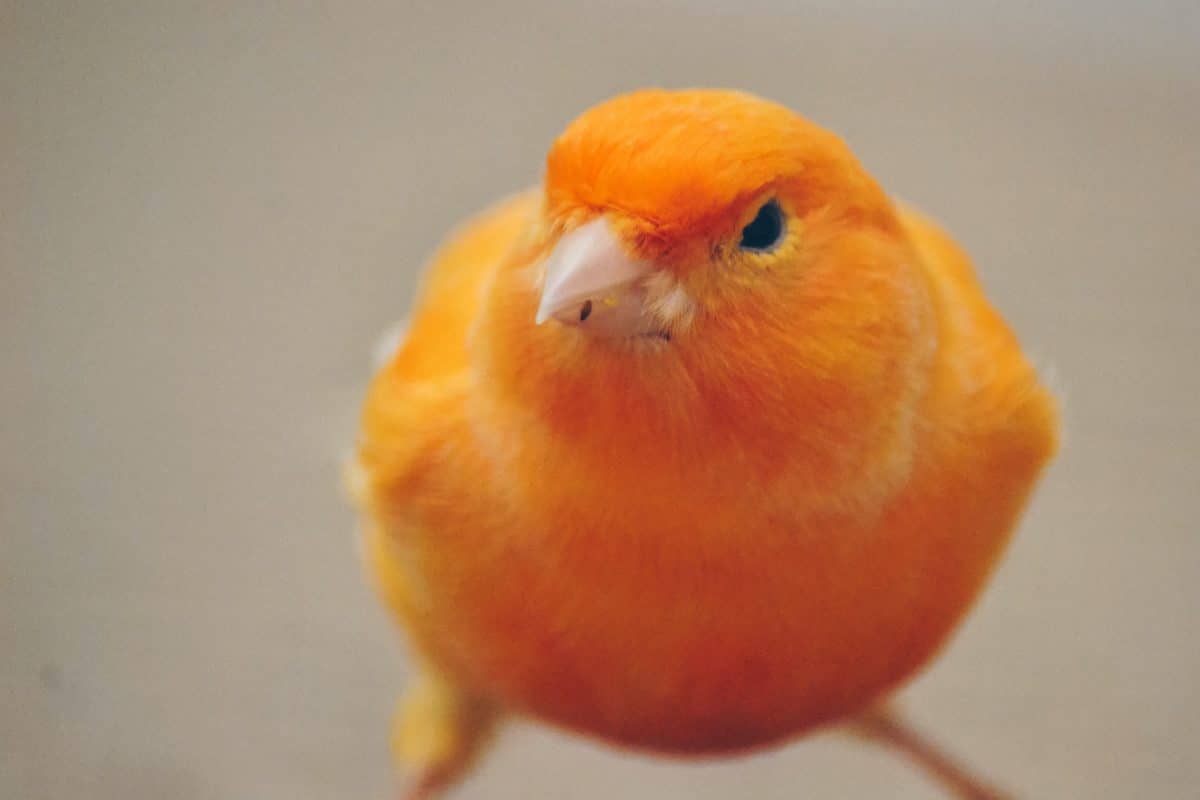canarino arancione