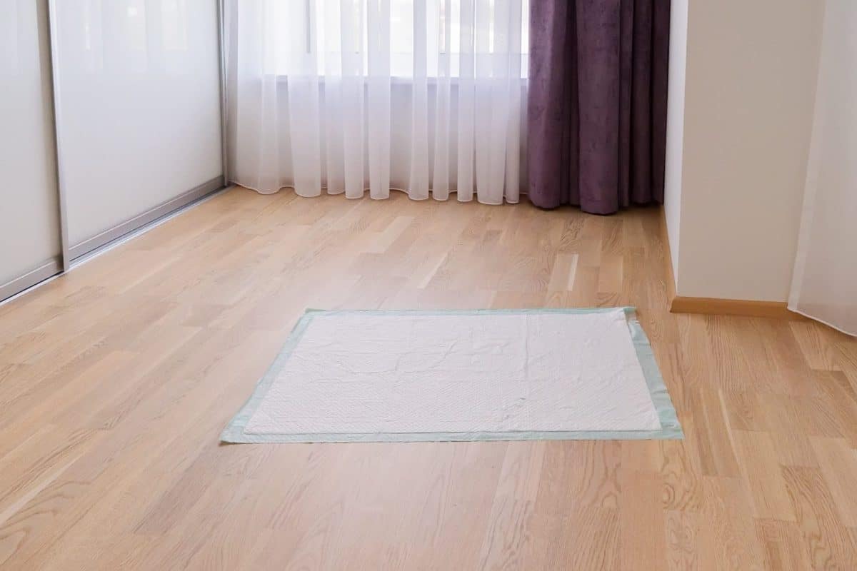 Traversine per cani Amazon