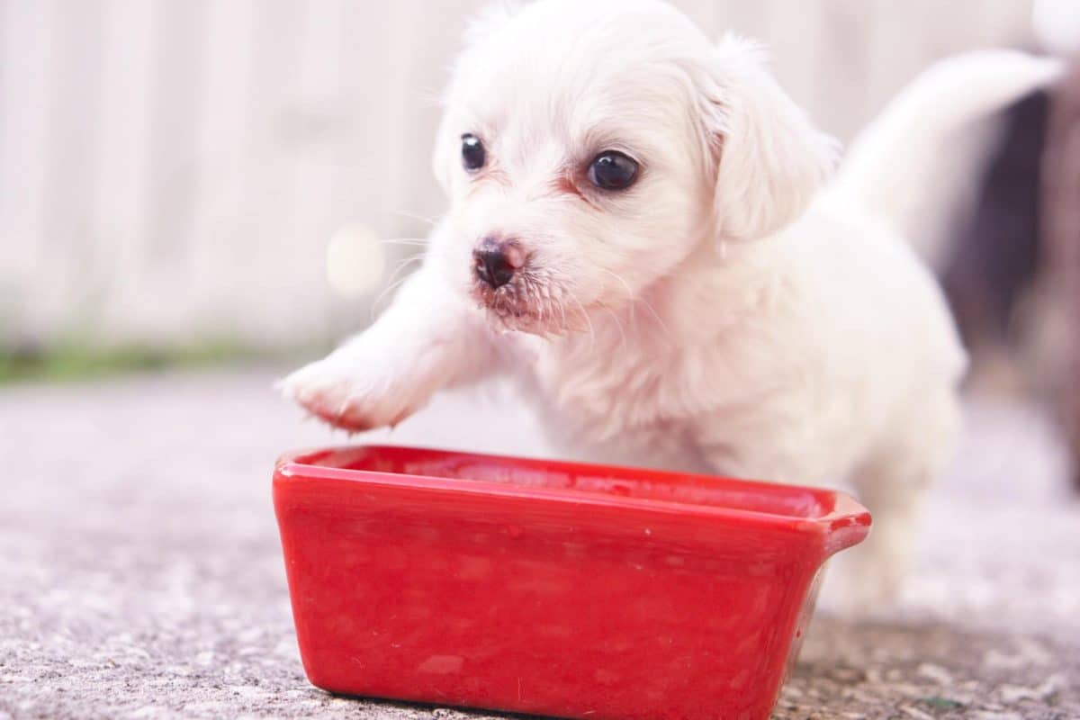 Cucciolo di cane che mangia