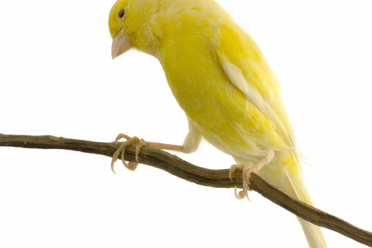 canarino giallo