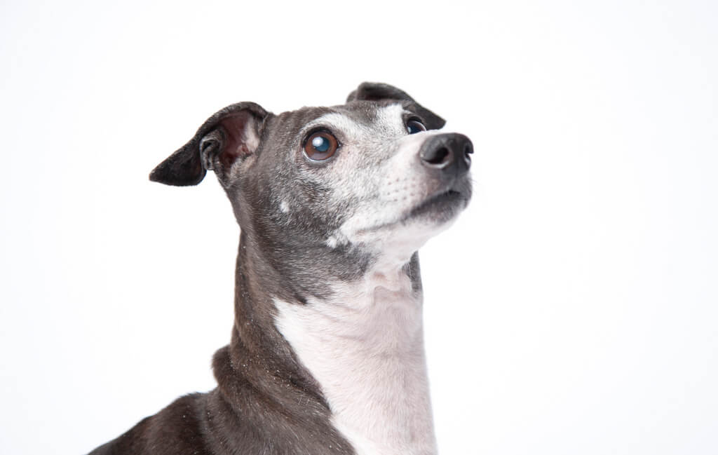 Consigli per togliere la puzza del cane