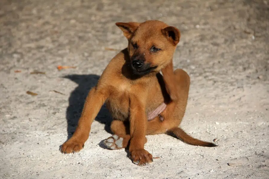 Advantix l’antiparassitario che protegge i tuoi cani anche dalle zanzare