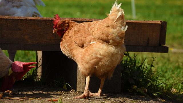 Guida per le galline ovaiole in giardino