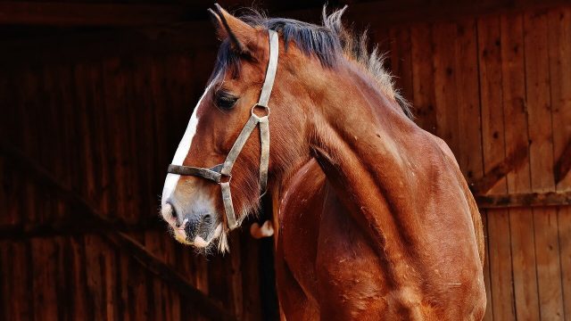 Trailer e gancio traino per trasportare animali