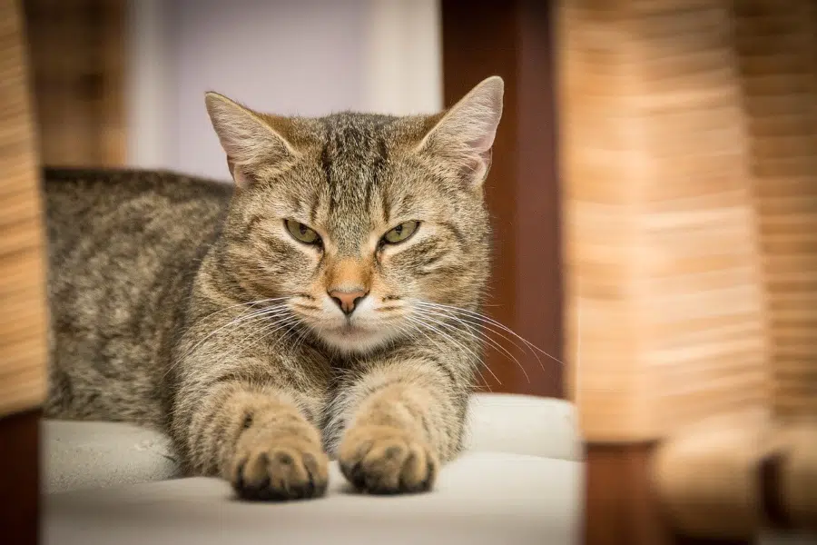 Come accogliere un nuovo gatto in casa quando già ne possiedi un altro