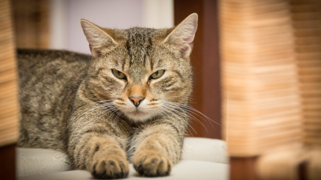 Accogliere un nuovo gatto in casa, come fare.