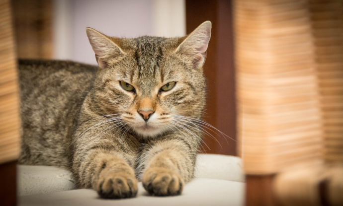 secondo gatto in casa