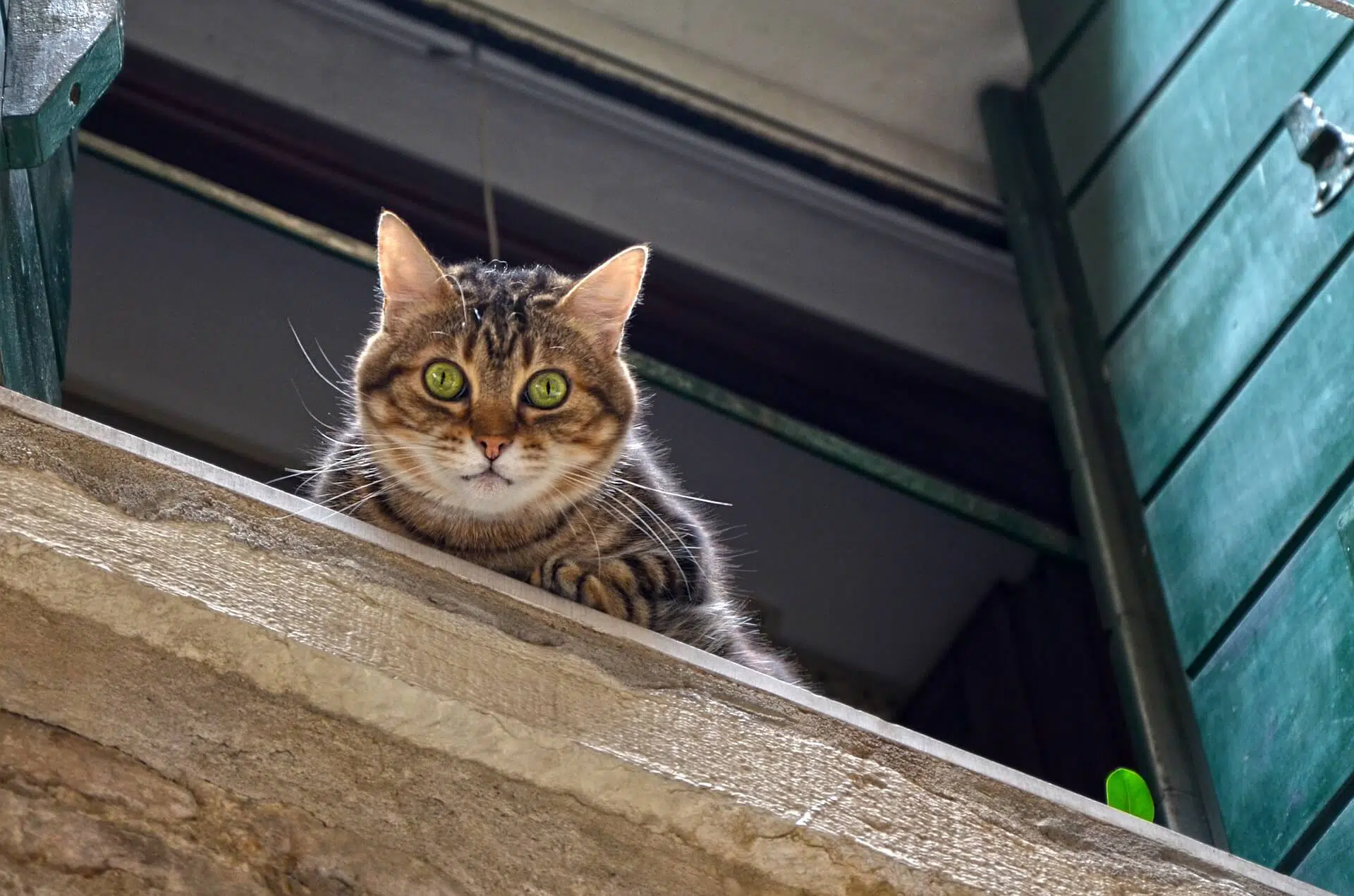 10 pazzesche curiosità sui gatti che pochi conoscono 10 pazzesche curiosità sui gatti che pochi conoscono