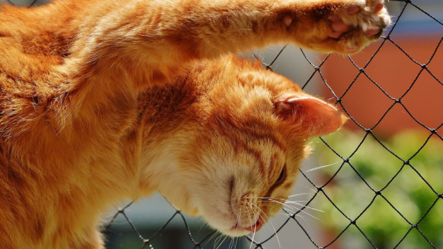 Impedire al gatto di graffiare i mobili, come fare?