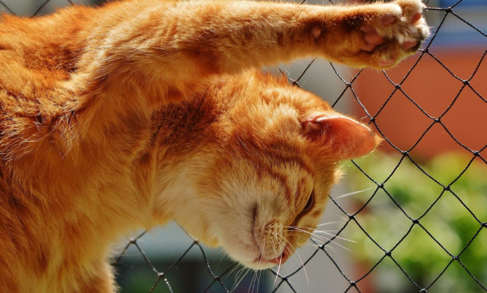 gatto che graffia i mobili