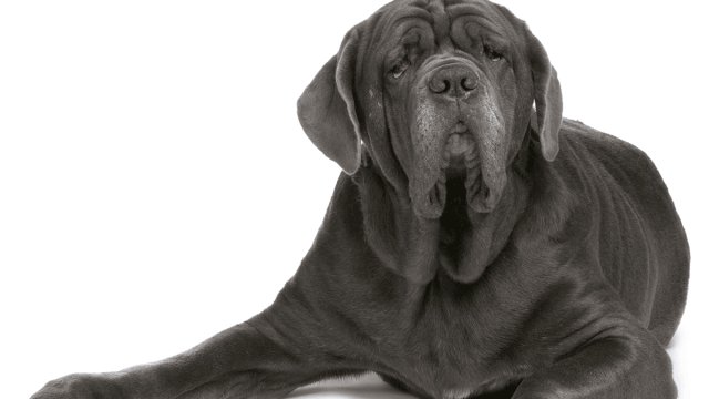 Mastino Napoletano cane da guardia