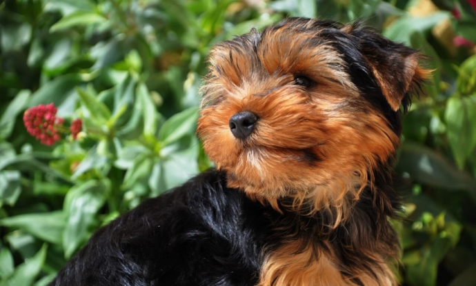 cane piccola taglia