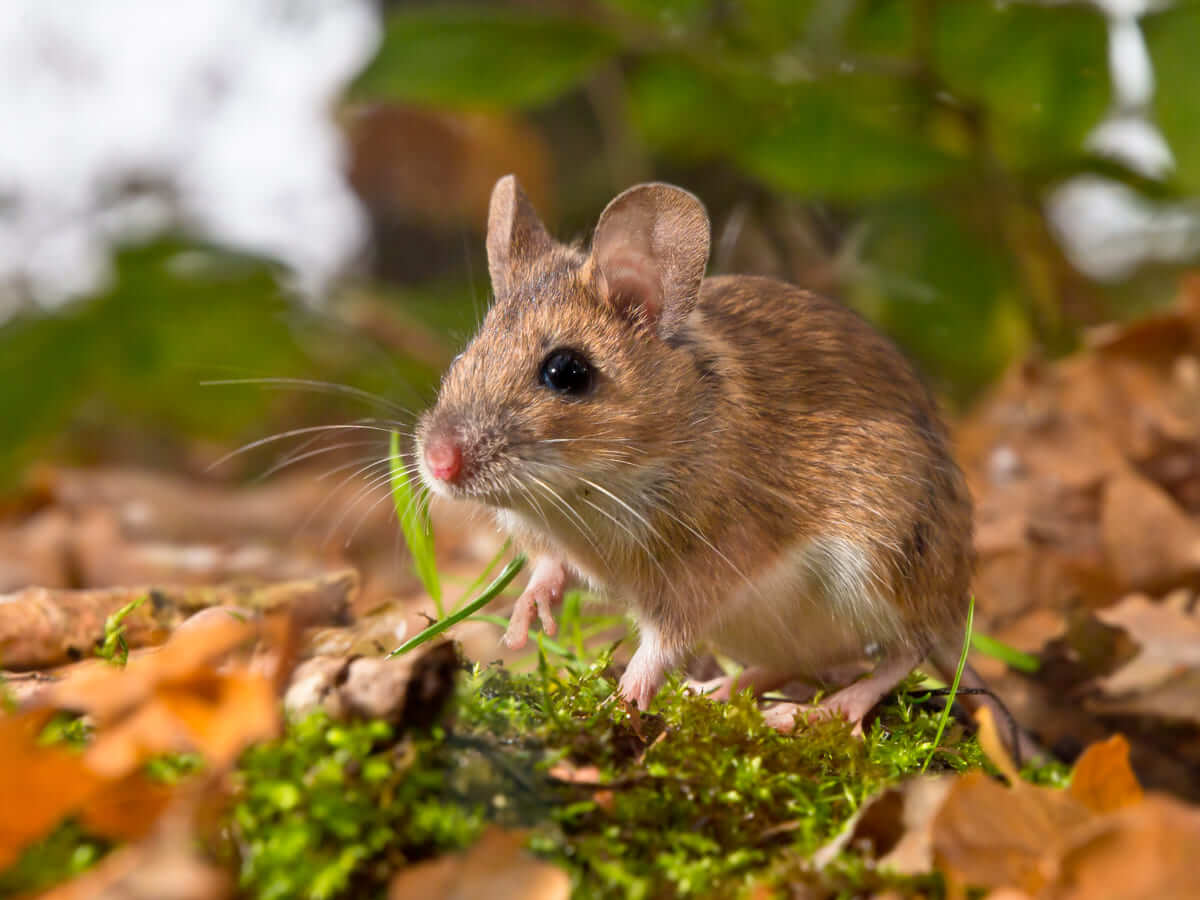 Sognare Topi Significato E Interpretazione Animalidifamiglia It