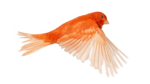 Canarino rosso