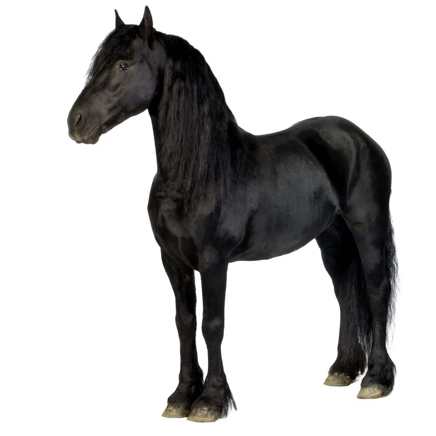 Cavallo frisone: una delle razze equine più belle
