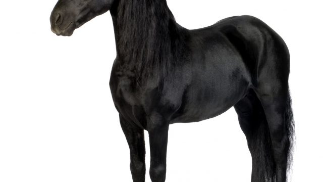 Cavalli
