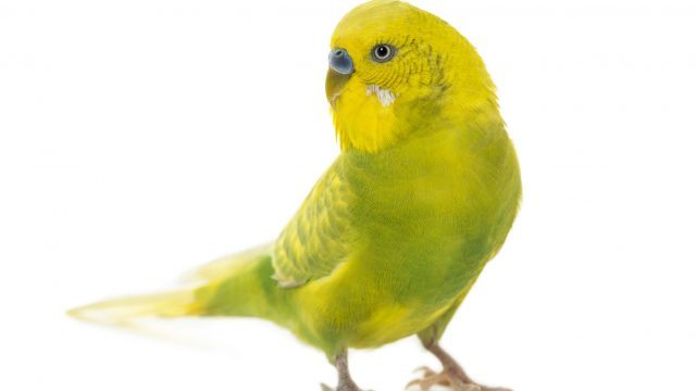 pappagallo