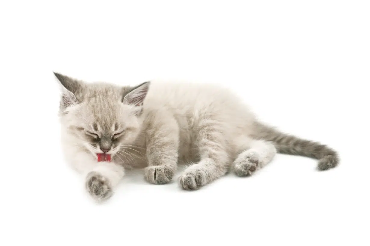Come educare un gatto