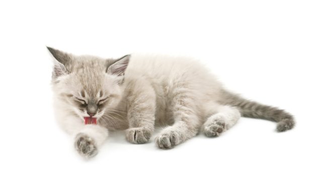gatto