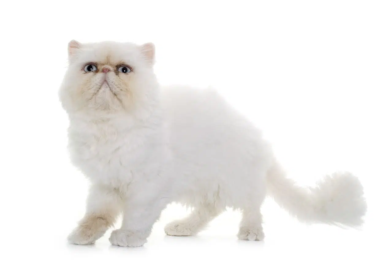 Come lavare un gatto