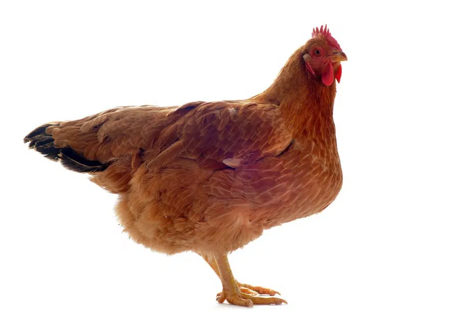 Come allevare le galline ovaiole in cortile e giardino