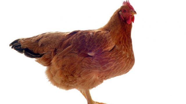 Galline