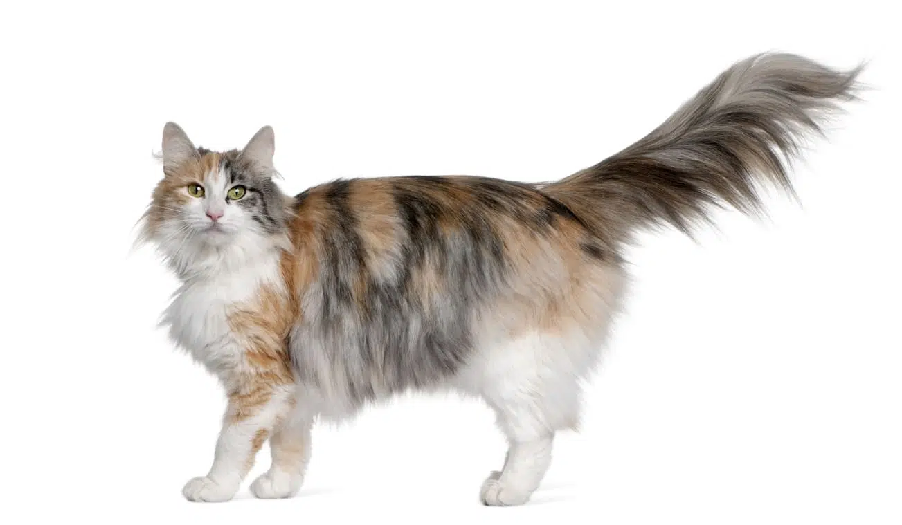 Gatto norvegese: un maestoso felino da compagnia