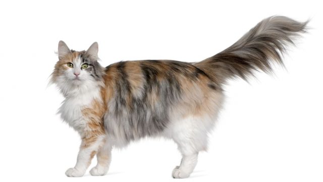 Gatto delle foreste norvegesi