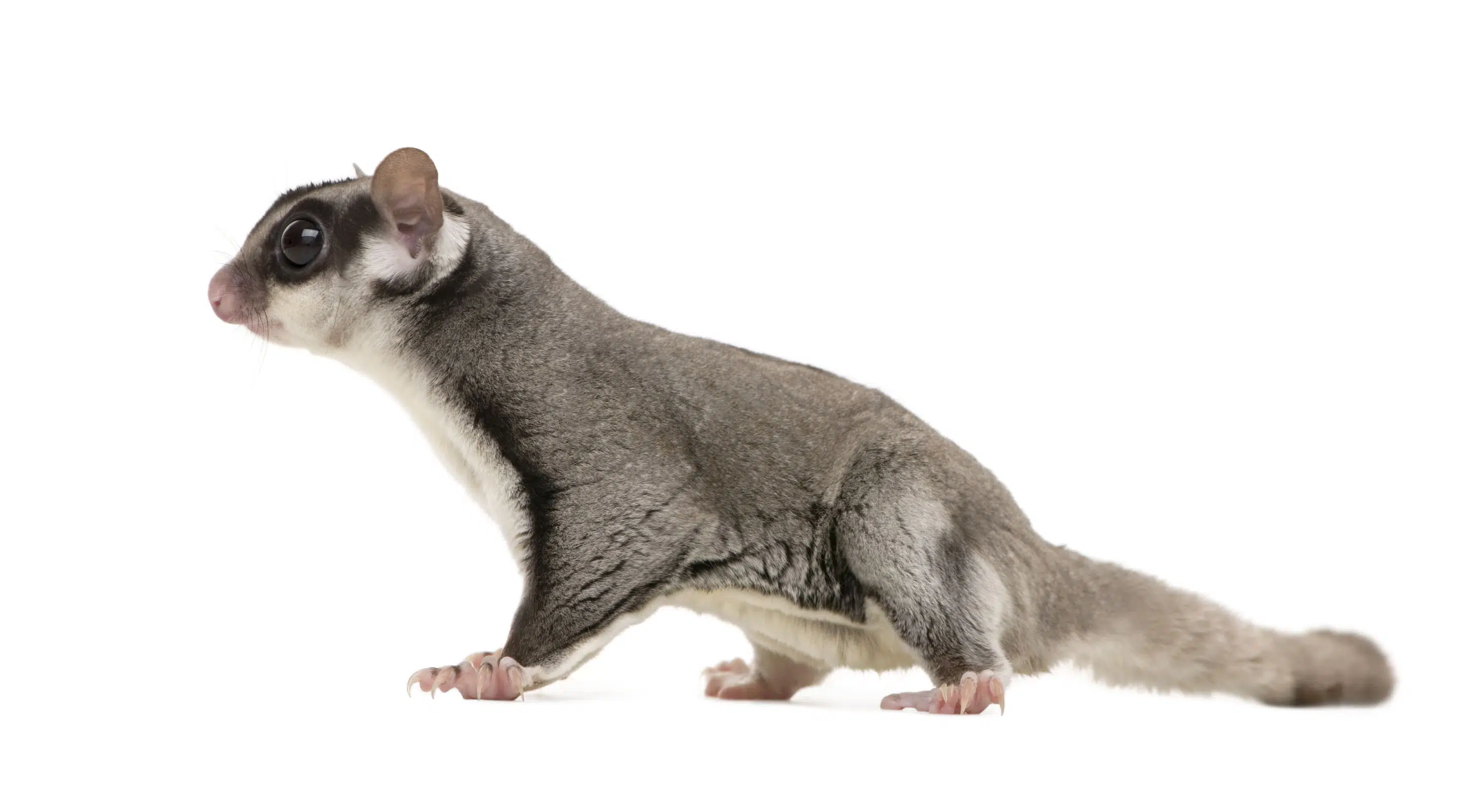 nuovi animali domestici: il petauro dello zucchero Petauro Nuovi animali domestici: il petauro dello zucchero