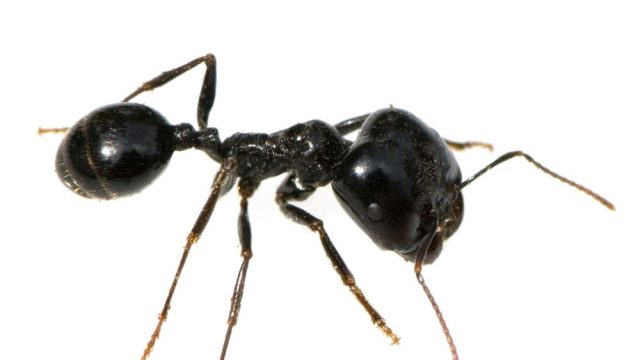 Cosa significa sognare formiche? Una formica nera.