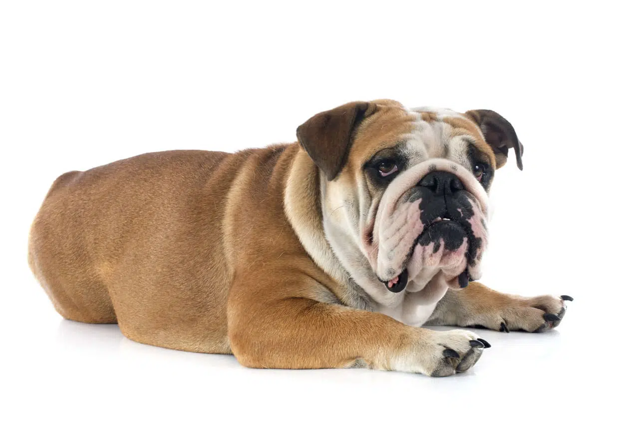 Quanto costa un bulldog inglese?