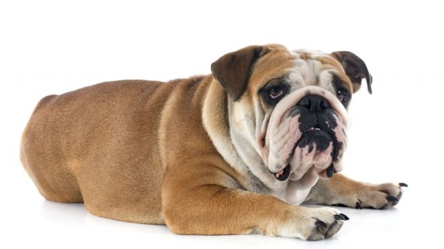 Scopriamo quanto costa un bulldog inglese?