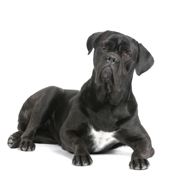 Cane corso: carattere prezzo e cura