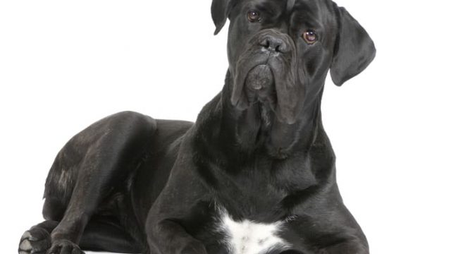 Cane corso nero