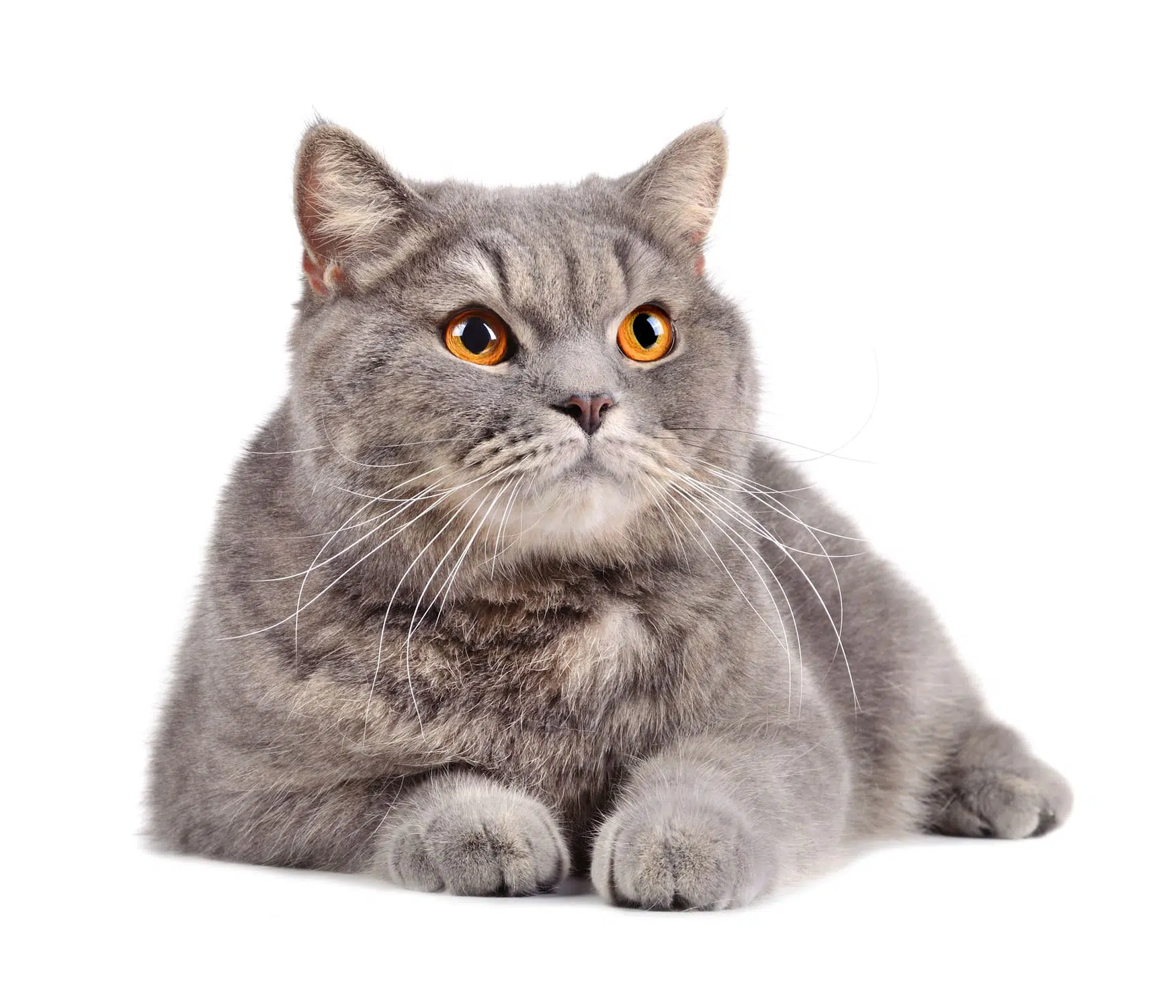 Perchè i gatti fanno le fusa? Scopriamolo insieme