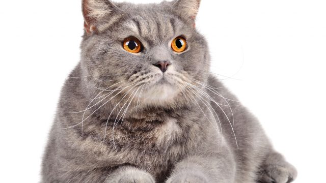 Perchè i gatti fanno le fusa