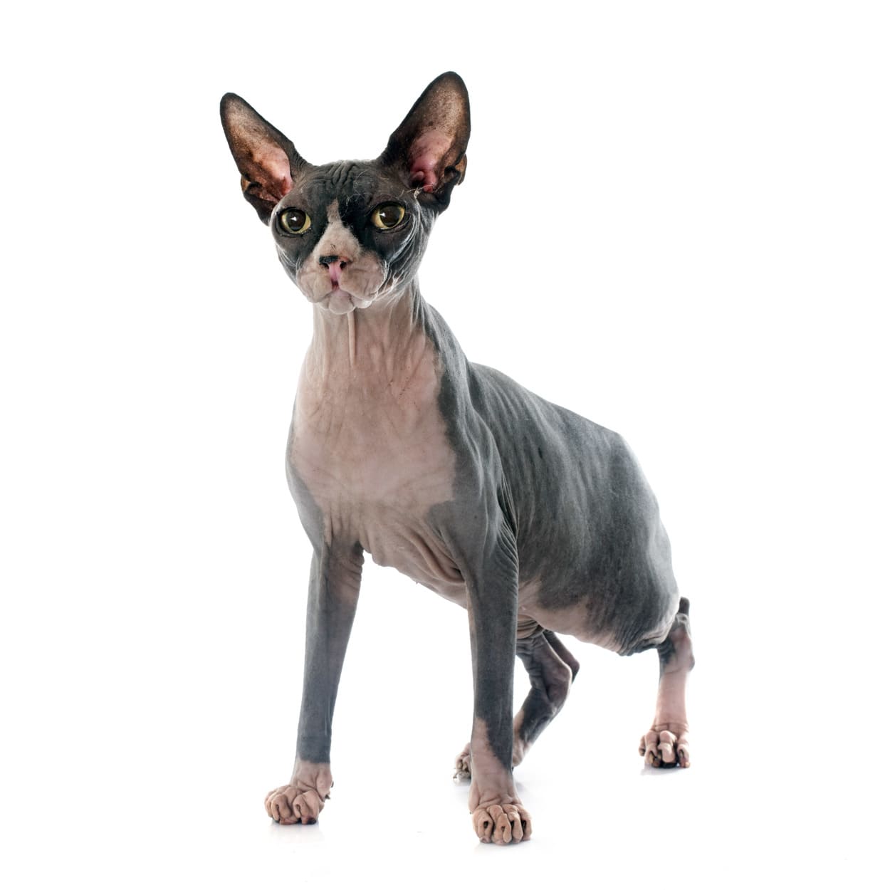 Gatto Sphynx Prezzo Cura Carattere Animalidifamigliait