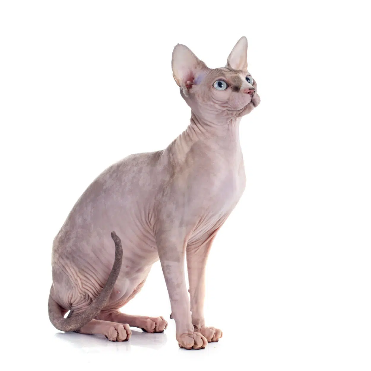 gatto sphynx: prezzo, cura e carattere gatto senza pelo Gatto sphynx: prezzo, cura e carattere