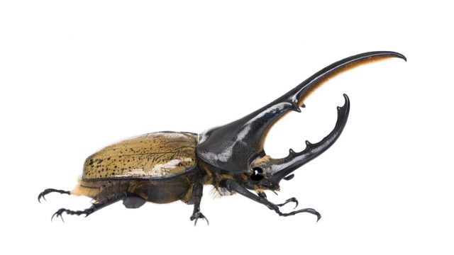 Maschio di scarabeo ercole