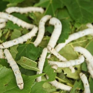 Baco Da Seta Caratteristiche Storia E Allevamento