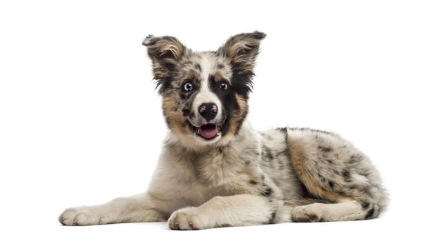 Border Collie prezzo
