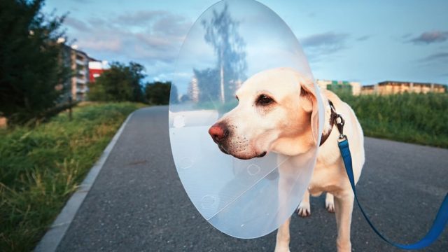 Assicurazione cane:un labrador con elisabettiano