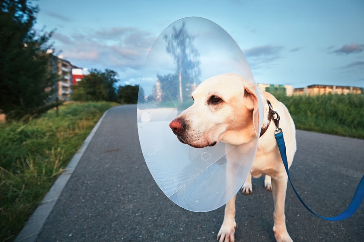 SCARICARE SPESE MEDICHE CANE