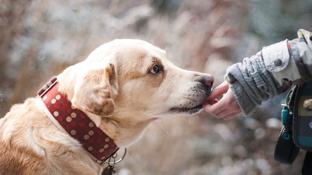 Come scegliere un animale da compagnia